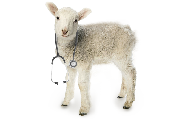 Livestock animal treated with AdvaCare Pharma veterinary medicines. Livestock animal treated with AdvaCare Pharma veterinary medicines.