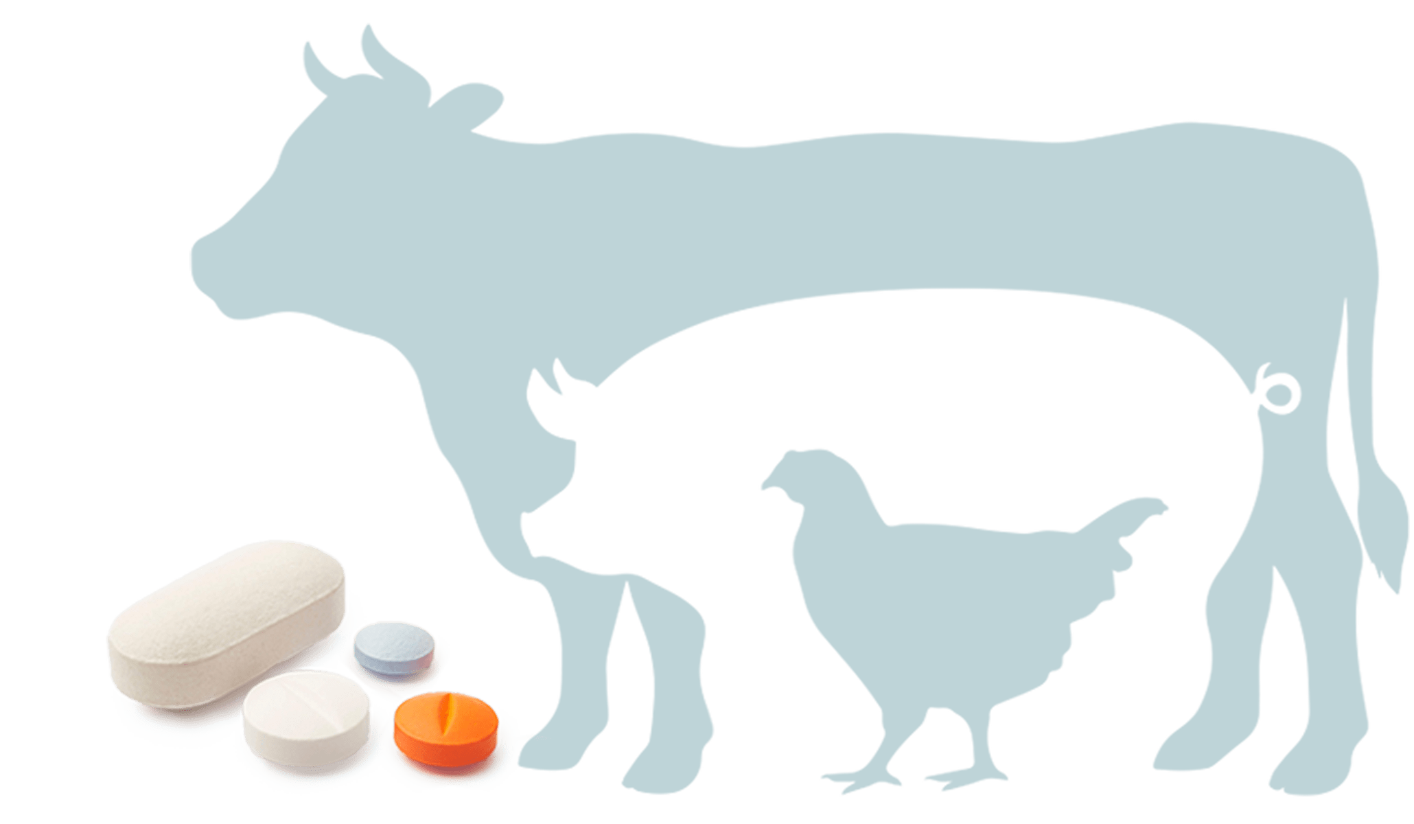 Veterinary Medicine for Birds