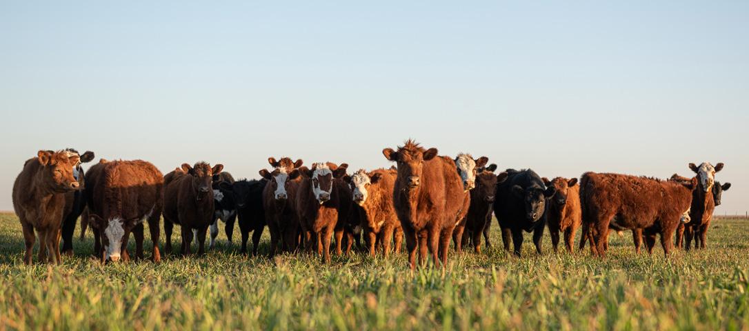 COVID-19 & Livestock: Key Takeaways for Veterinary Products Distributors COVID-19 & Livestock: Key Takeaways for Veterinary Products Distributors