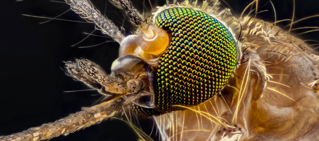 How to Eliminate Malaria How to Eliminate Malaria