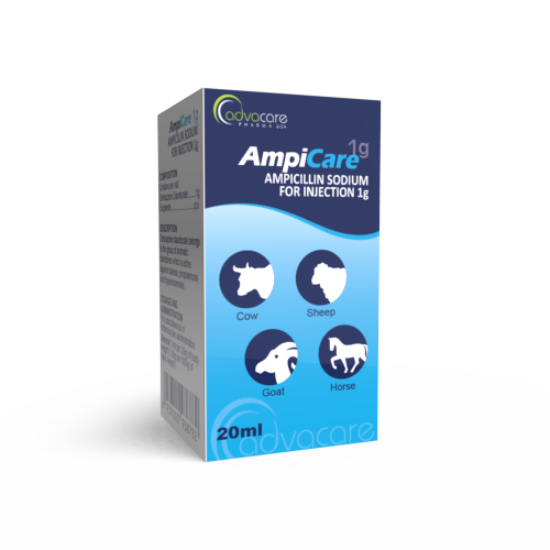Ampicilline Sodique pour Injection (boîte de 1 flacon)