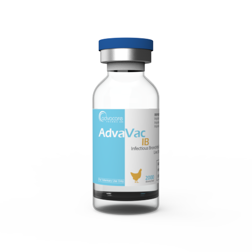 Infectious Bronchitis (IB) Vaccine (1 vial)