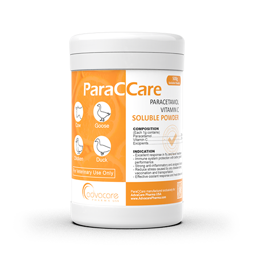 Paracetamol + Vitamin C Soluble Powder (1 bag)