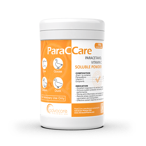 Poudre Soluble de Paracétamol + Vitamine C (1 sac)