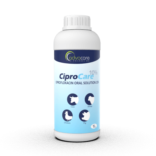 Solution Orale de Ciprofloxacine (1 bouteille)