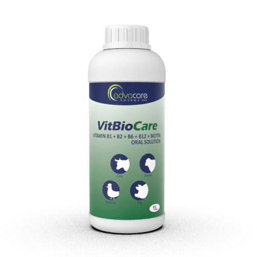 Solution Orale de Vitamine B1 + B2 + B6 + B12 + Biotine (1 bouteille)