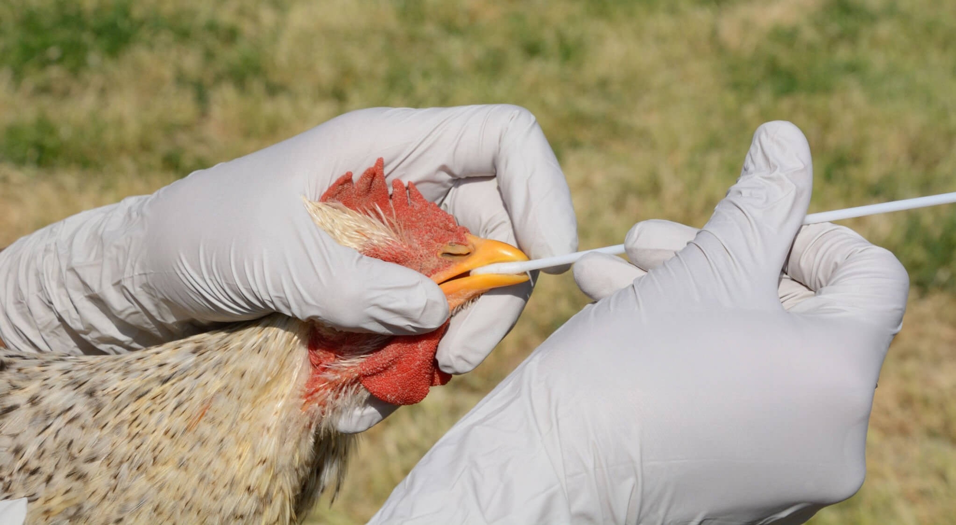 Une personne tenant un poulet et effectuant un test de dépistage de la grippe aviaire