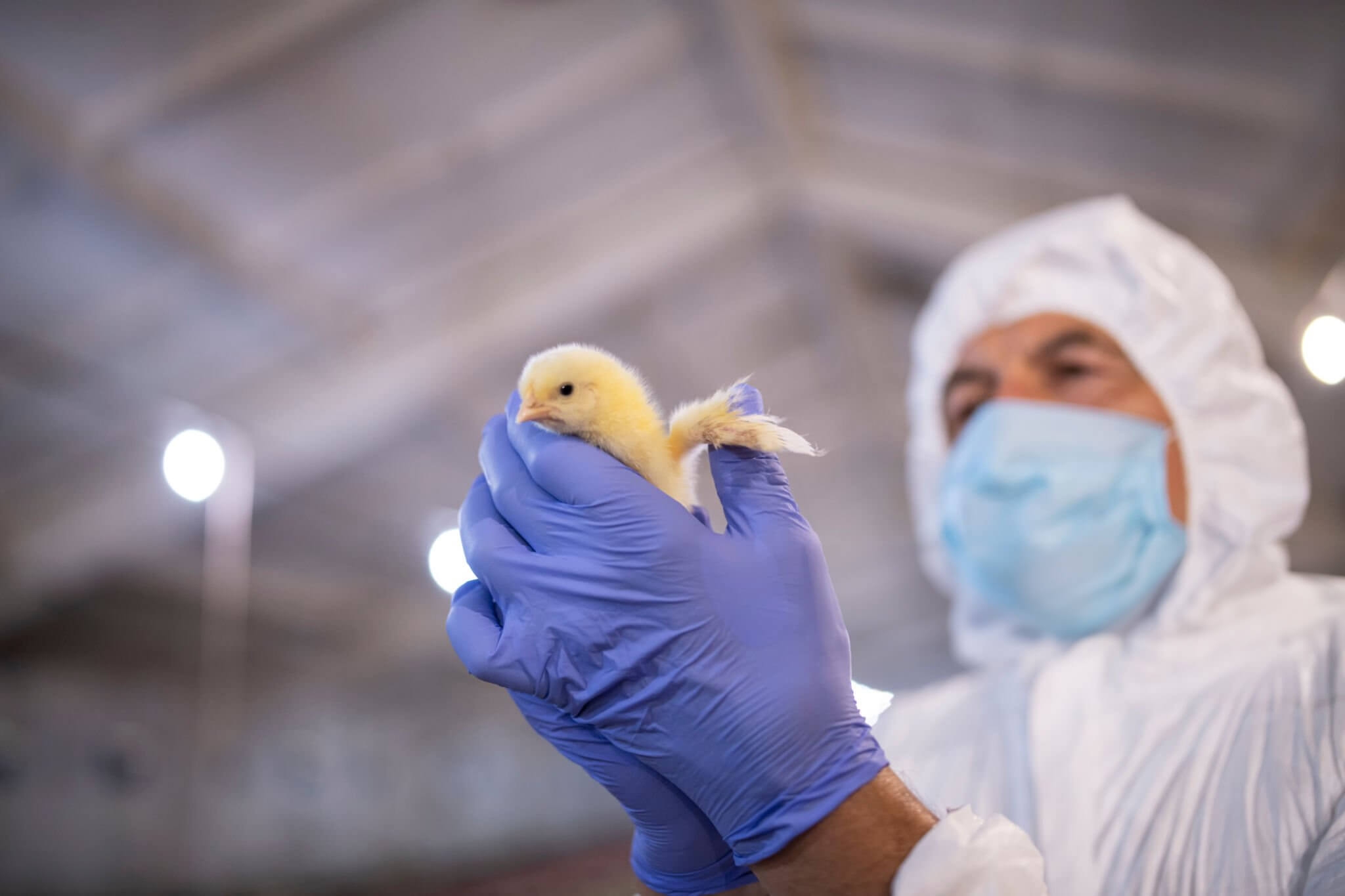 Person wearing PPE holding a chick